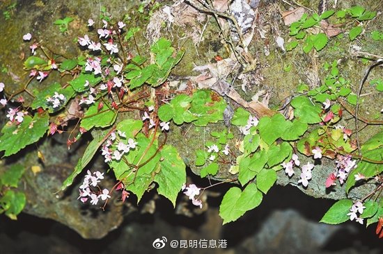 昆明信息港微博