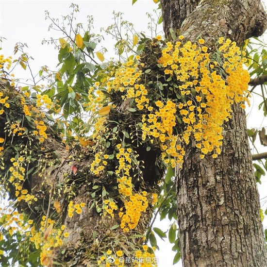 昆明信息港微博