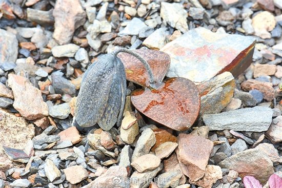 昆明信息港微博