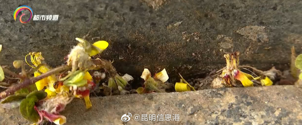 昆明信息港微博