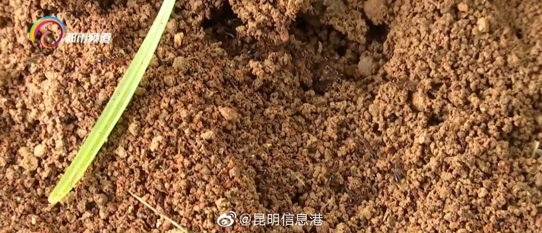 昆明信息港微博