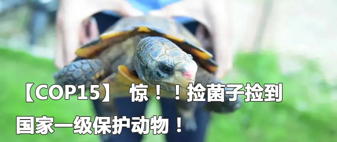 云南政法(微信)