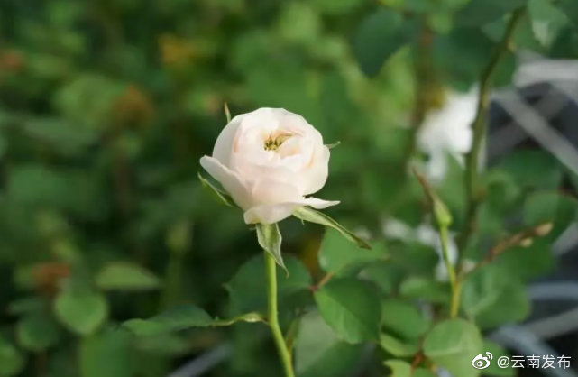 赞！全国首个花卉类“科技小院”落户昆明晋宁