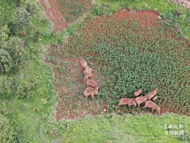 春城晚报(微信)