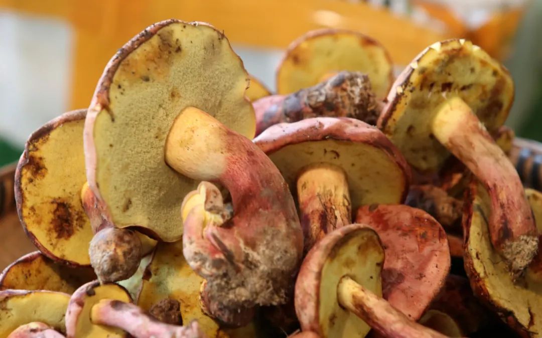 云南省人民政府网