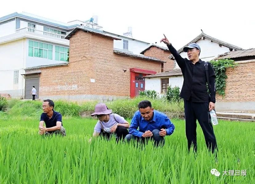 大理日报(微信)