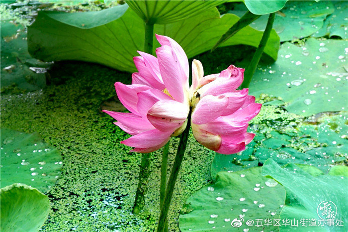 “莲莲莲莲莲莲”，翠湖也发现了并蒂莲速来围观！