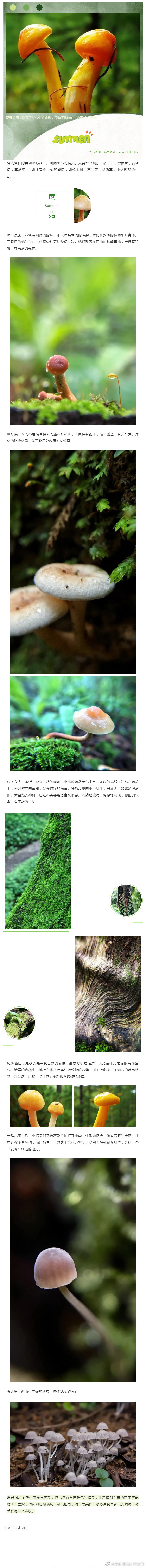 西山惊现小精灵，你偶遇了没？