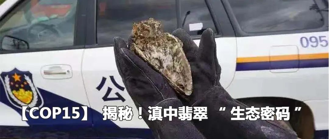 云南政法(微信)