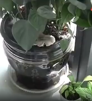 云南广播电视台(微信)