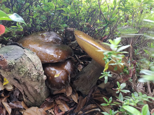 云南广播电视台(微信)