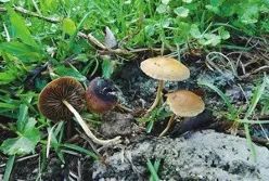 云南疾控(微信)