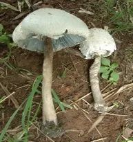 云南疾控(微信)