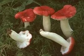 云南疾控(微信)