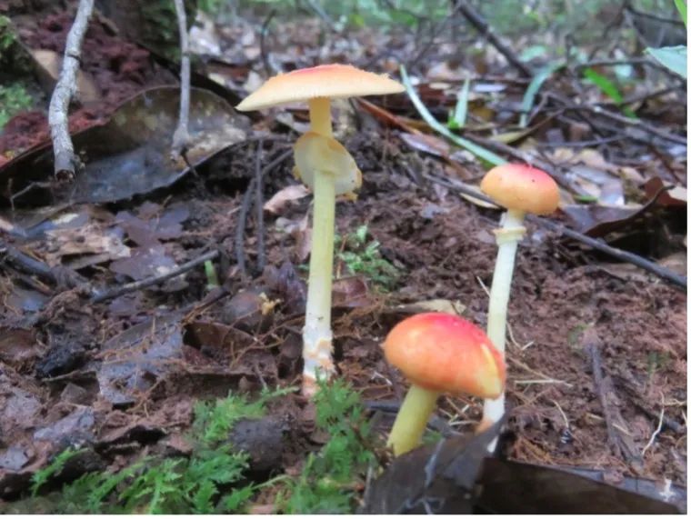 云南疾控(微信)