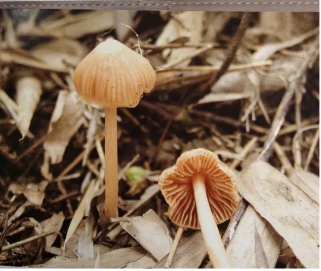 云南疾控(微信)