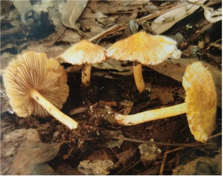 云南疾控(微信)