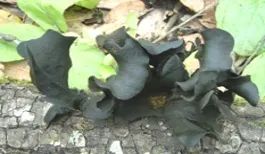 云南疾控(微信)