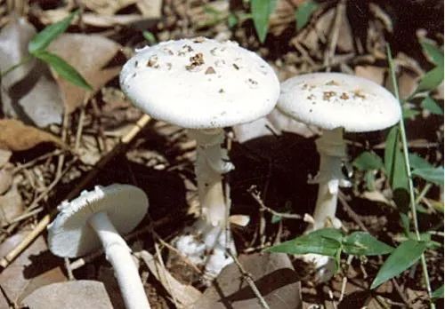 云南疾控(微信)