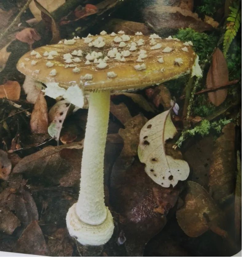 云南疾控(微信)