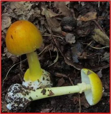 云南疾控(微信)