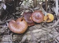 云南疾控(微信)