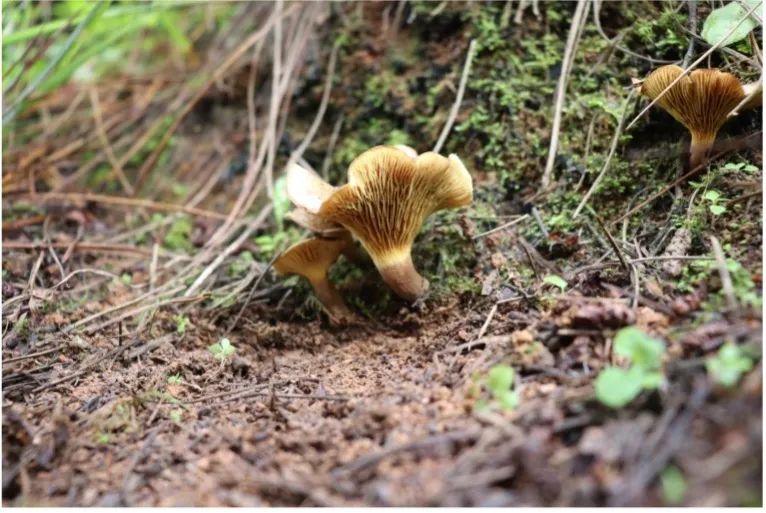 云南疾控(微信)