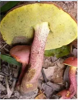 云南疾控(微信)