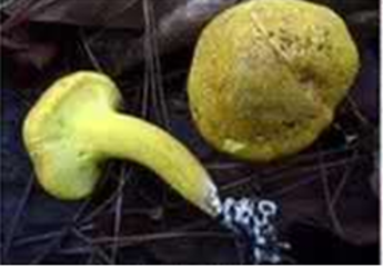 云南疾控(微信)