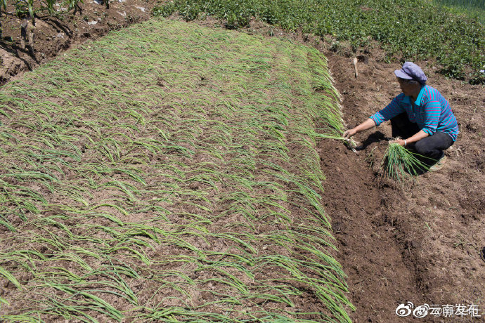 “云南发布”微博