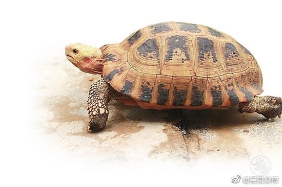 比大熊猫还金贵陇川民警救助“古稀”老龟