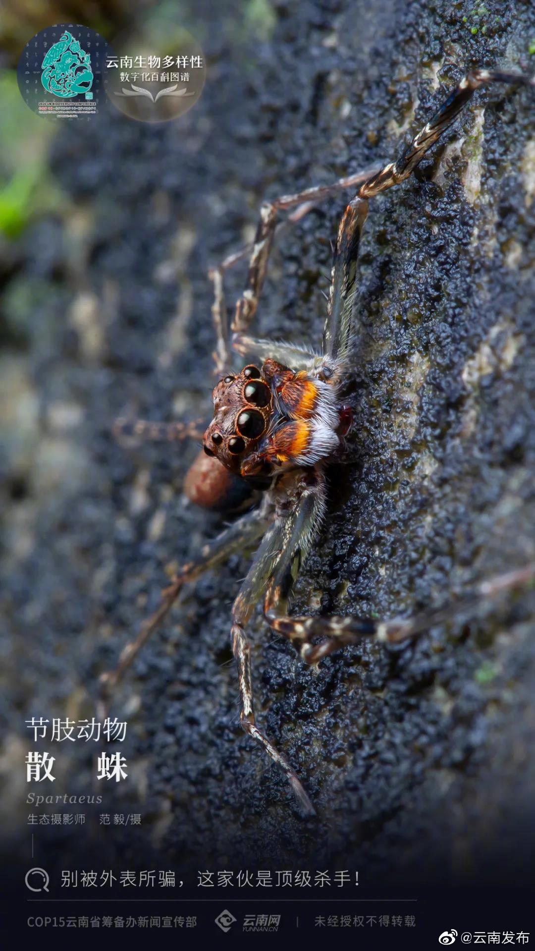 云南生物多样性数字化百科图谱|节肢动物·散蛛：别被外表所骗，这家伙是顶级杀手！