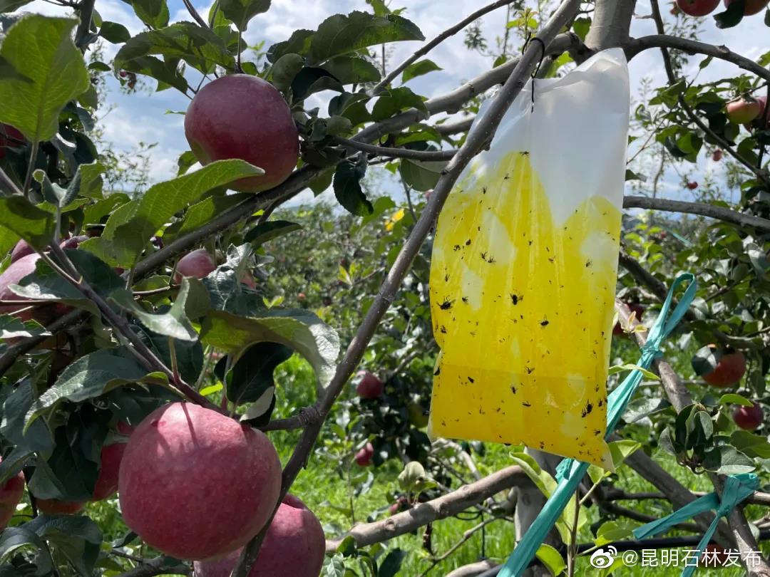 “昆明石林发布”微博