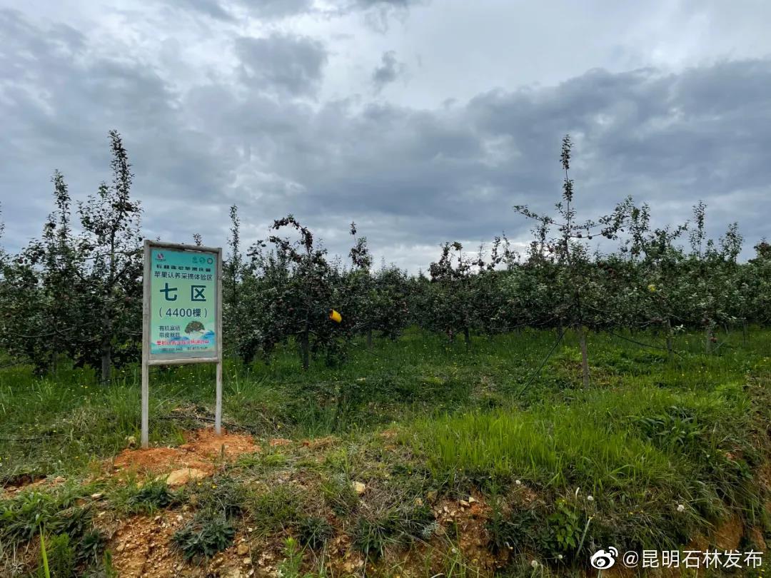 “昆明石林发布”微博