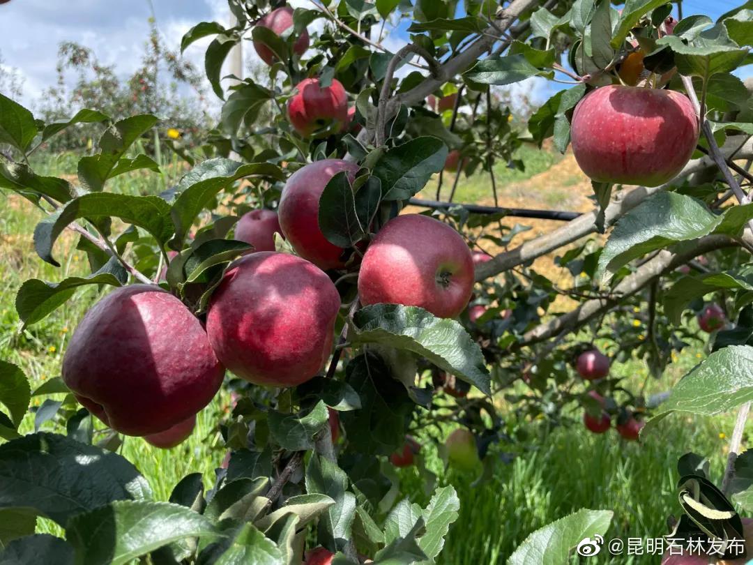 “昆明石林发布”微博