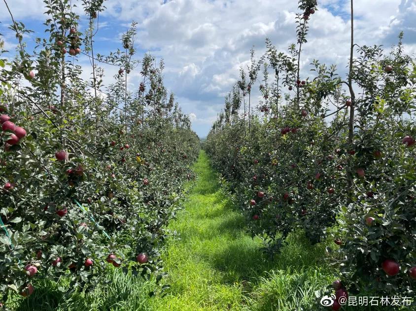 “昆明石林发布”微博