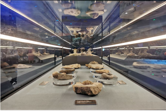 云南省文化和旅游厅