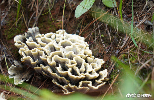 注意！吃野生菌诱发痛风？专家提醒：应限量吃