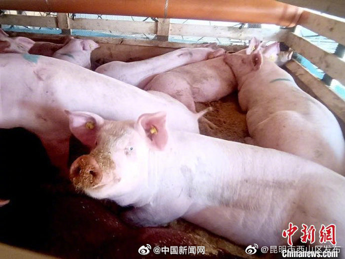 农业农村部称养猪高利润阶段已结束，不要再赌市场