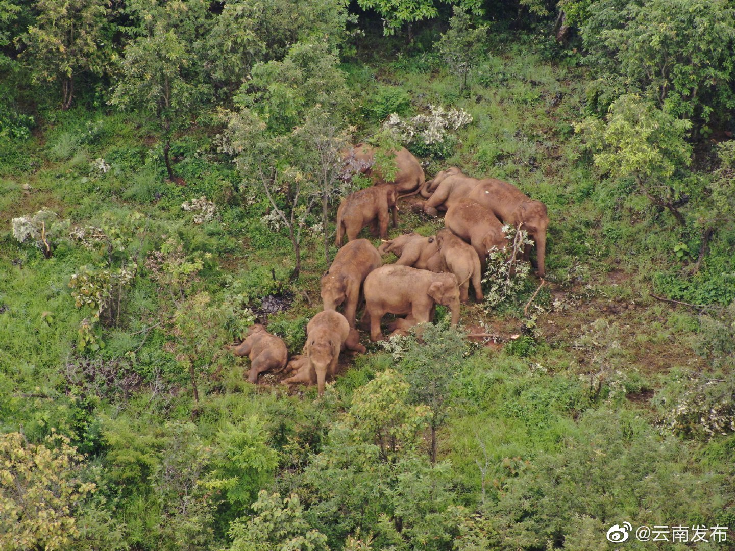“云南发布”微博