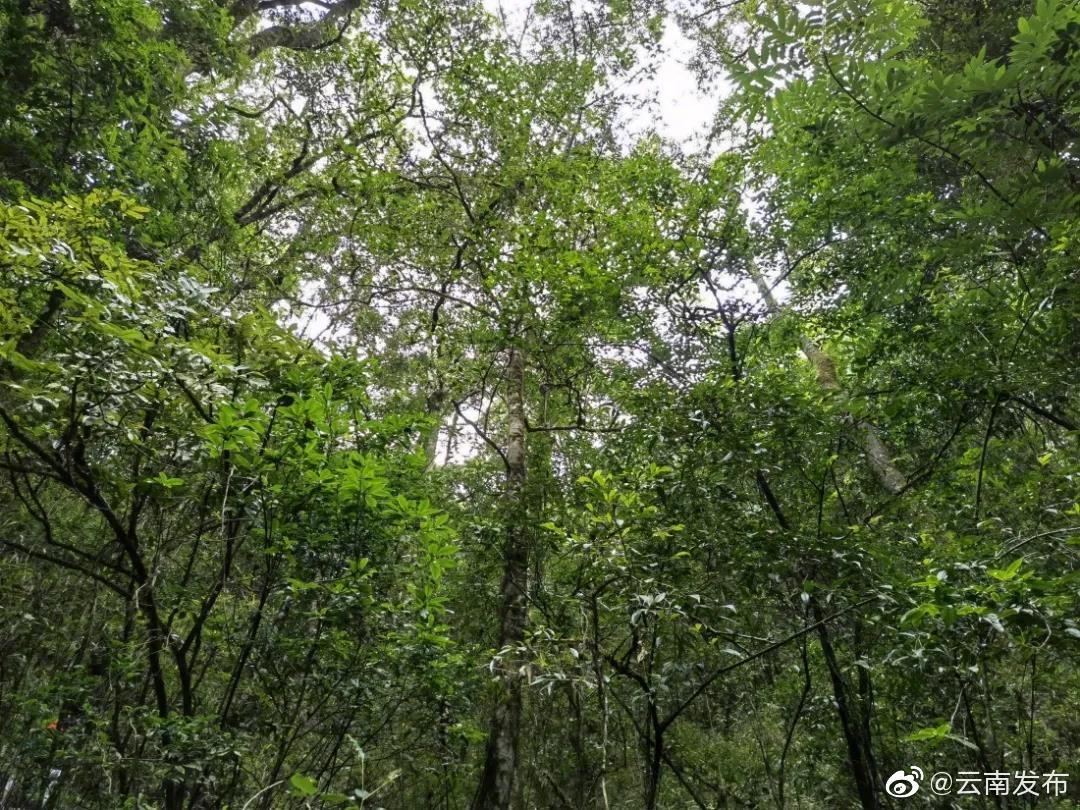 “云南发布”微博