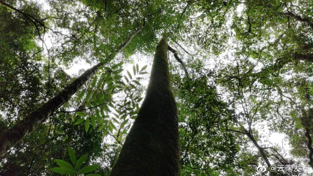 “云南发布”微博