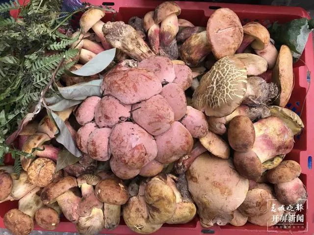 春城晚报(微信)