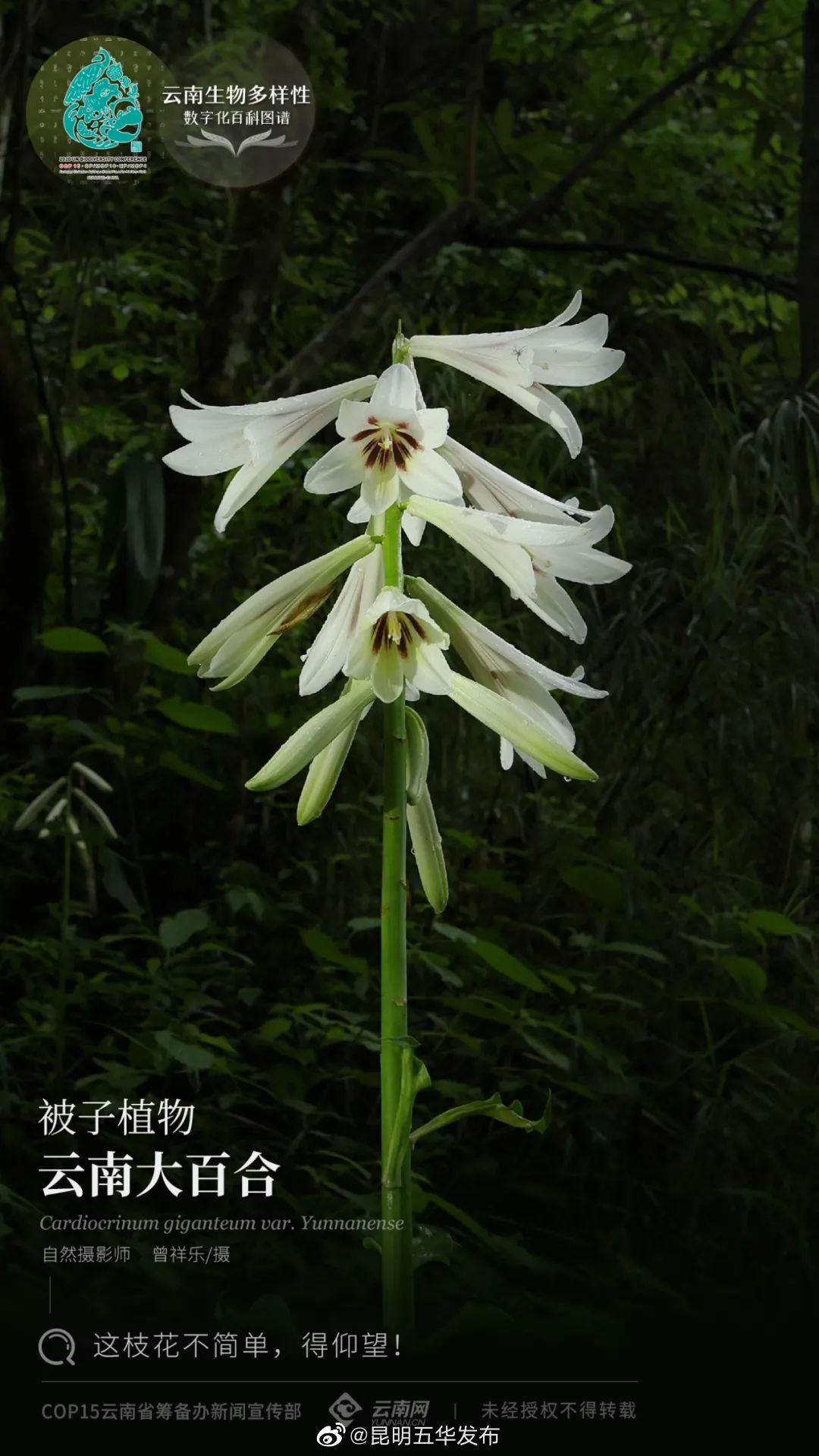 被子植物·云南大百合：这枝花不简单，得仰望！