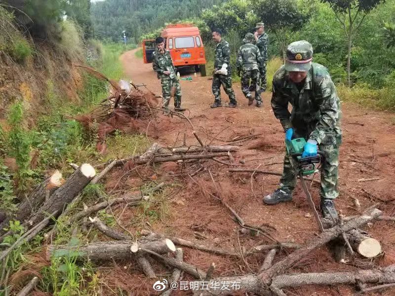 普吉街道：排查清理枯死松树，确保林区生态安全