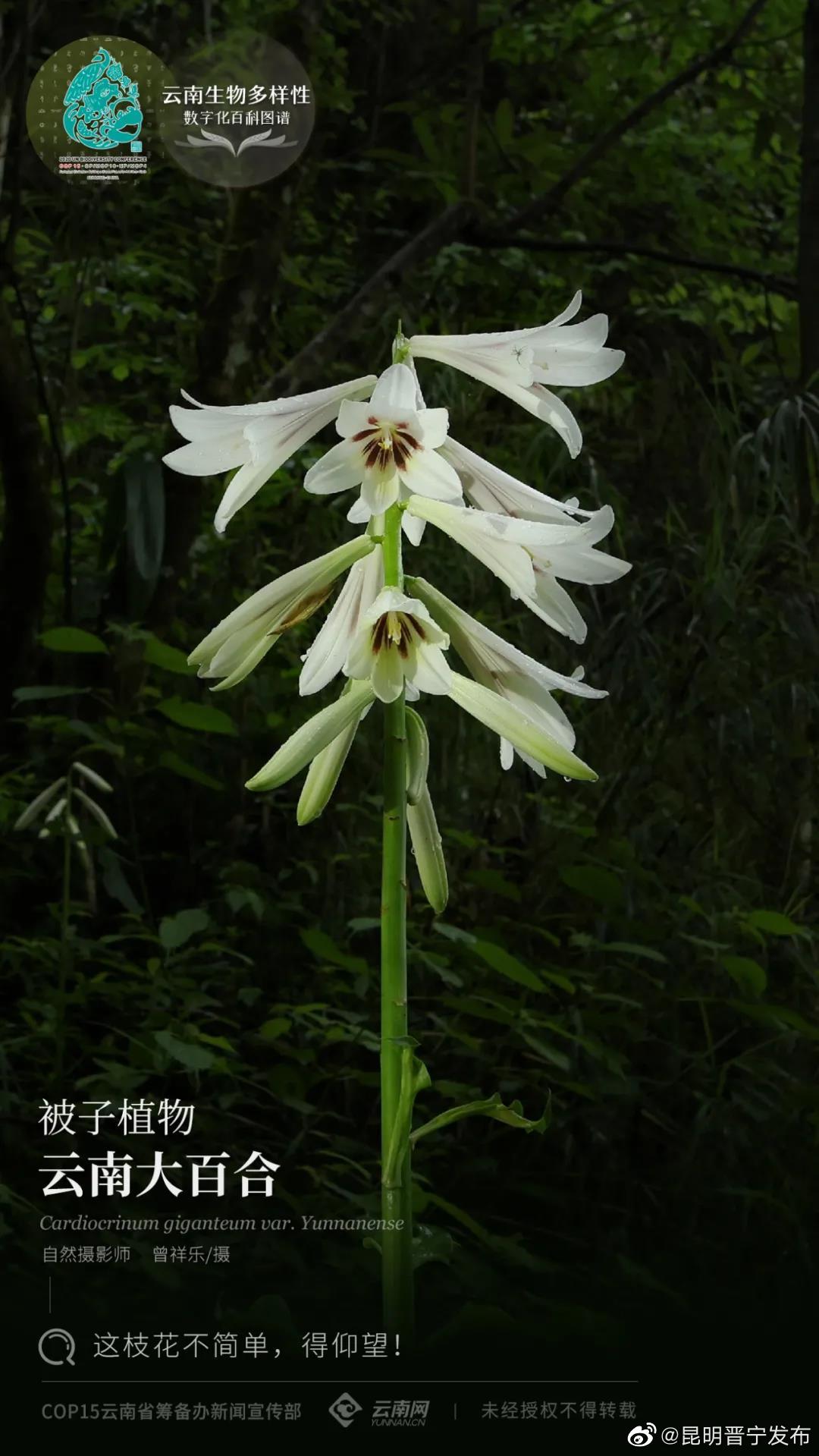 云南生物多样性数字化百科图谱