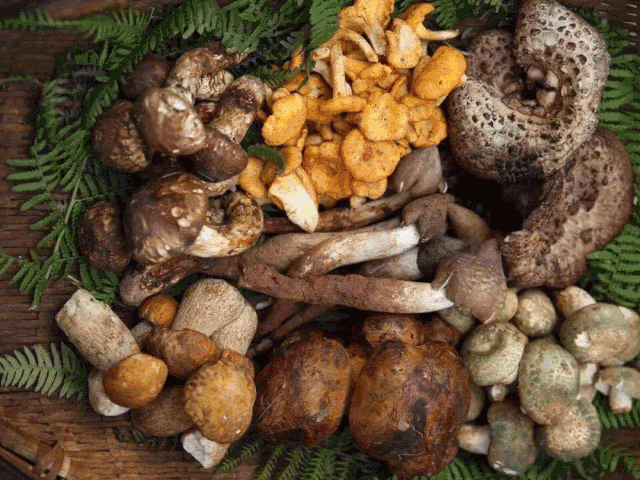 吃野生菌诱发痛风？专家提醒这几类人应慎食→