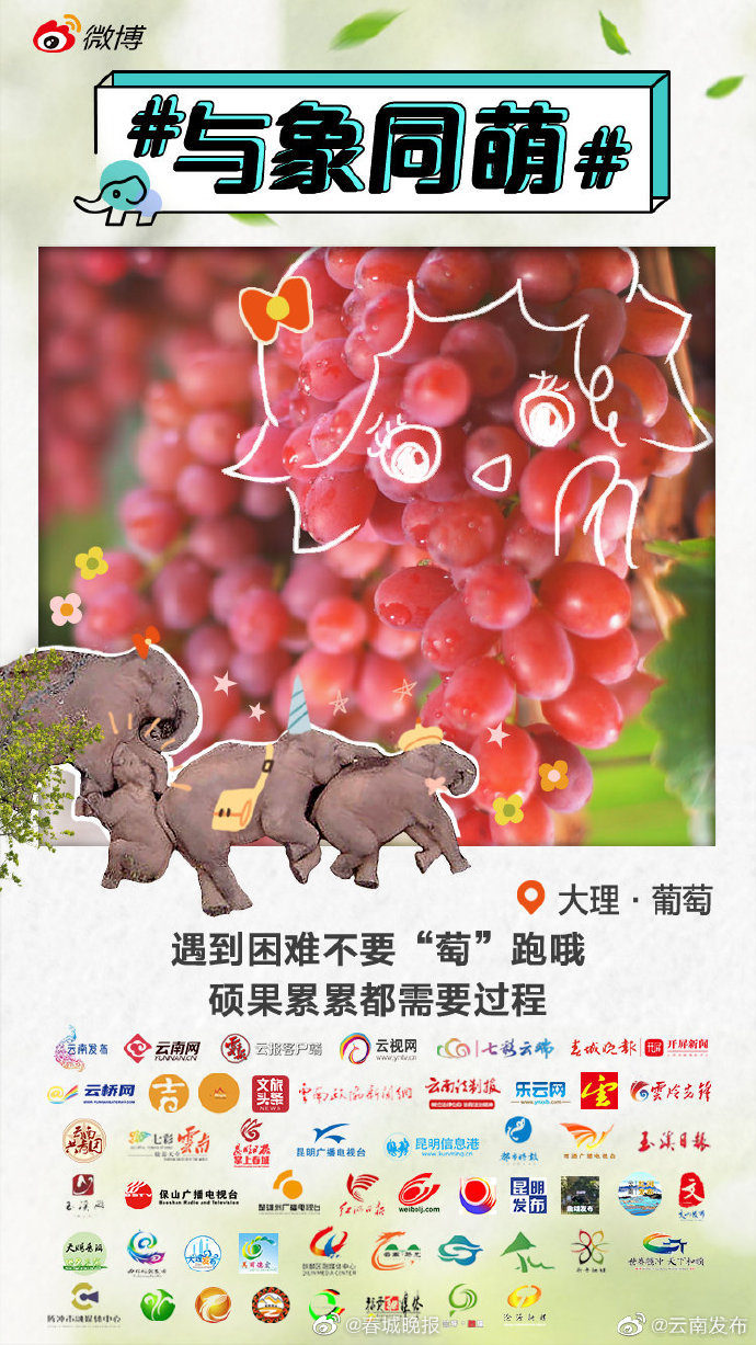 大理葡萄：来！今年的第一口葡萄，你尝了吗？