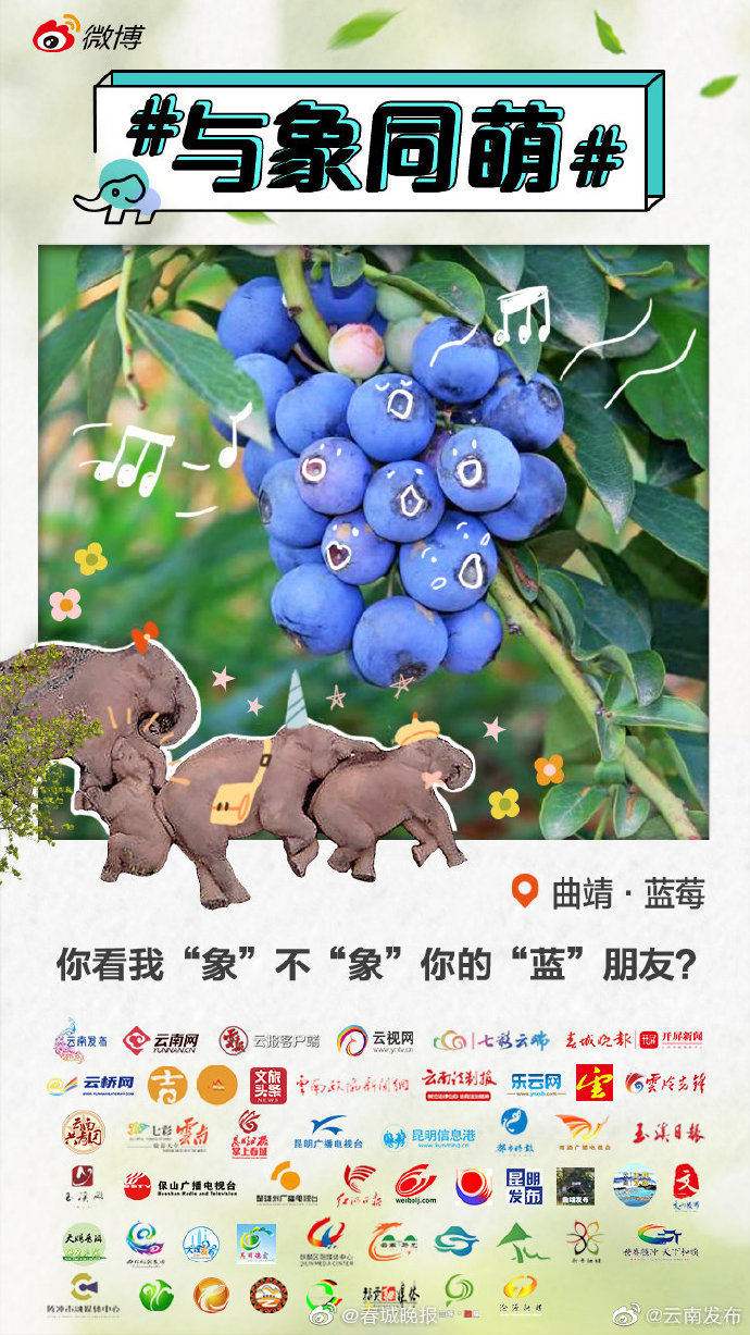 曲靖蓝莓：这个季节，怎么能“莓”有你？