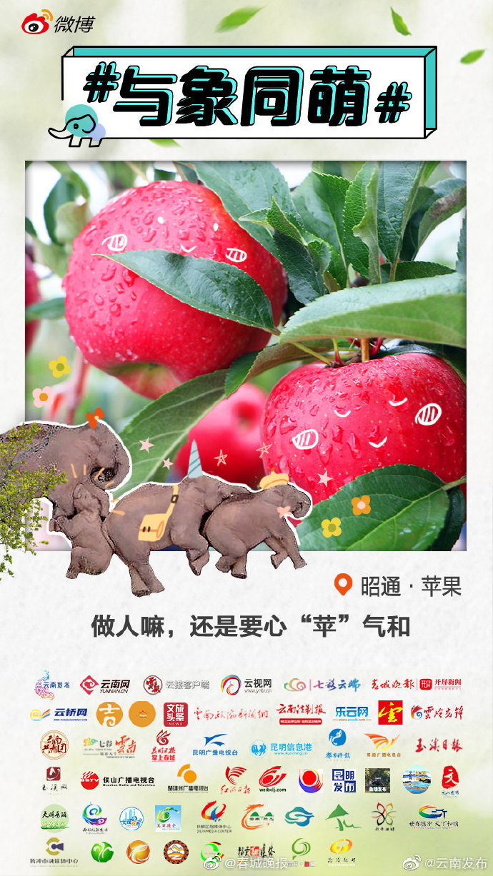 昭通苹果：甜、香、脆……苹果，还是糖心的好